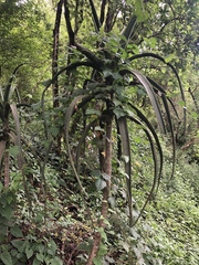 Aloidendron barberae