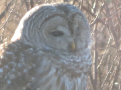 Northern Barred Owl photographed in Connecticut