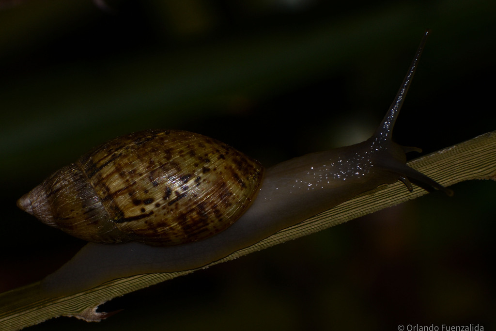 Plectostylus reflexus