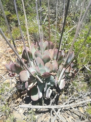 Cotyledon orbiculata oblonga