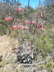 Cotyledon orbiculata oblonga