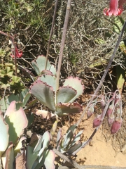 Cotyledon orbiculata oblonga