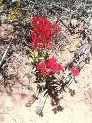 Crassula perfoliata coccinea