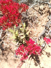 Crassula perfoliata coccinea