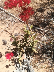 Crassula perfoliata coccinea