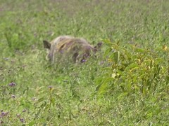 Phacochoerus africanus