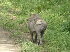Phacochoerus africanus