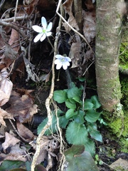 Hepatica acutiloba