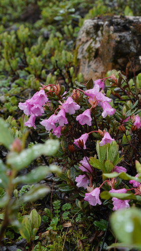 Rhododendron pumilum