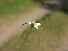 Rhynchospora blepharophora