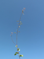 Desmodium molliculum