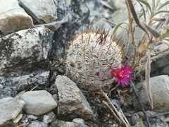 Mammillaria haageana meissneri