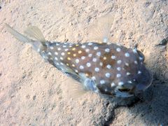 Cyclichthys spilostylus