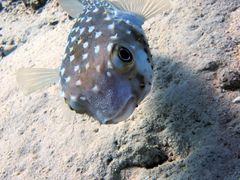 Cyclichthys spilostylus
