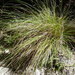 Carex subviridis - Photo (c) Colin Meurk, some rights reserved (CC BY-SA), uploaded by Colin Meurk