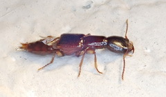 Homaeotarsus