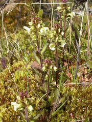 Pedicularis lapponica