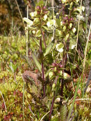 Pedicularis lapponica