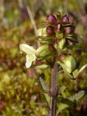 Pedicularis lapponica