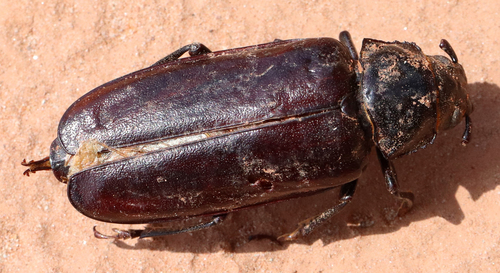 Live-oak Root Borer photo 3