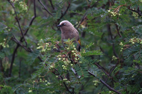 Elliot's Laughingthrush