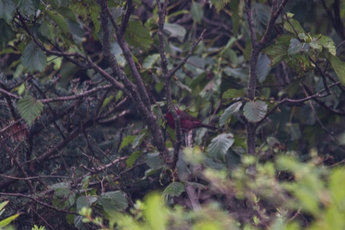 Vinaceous Rosefinch