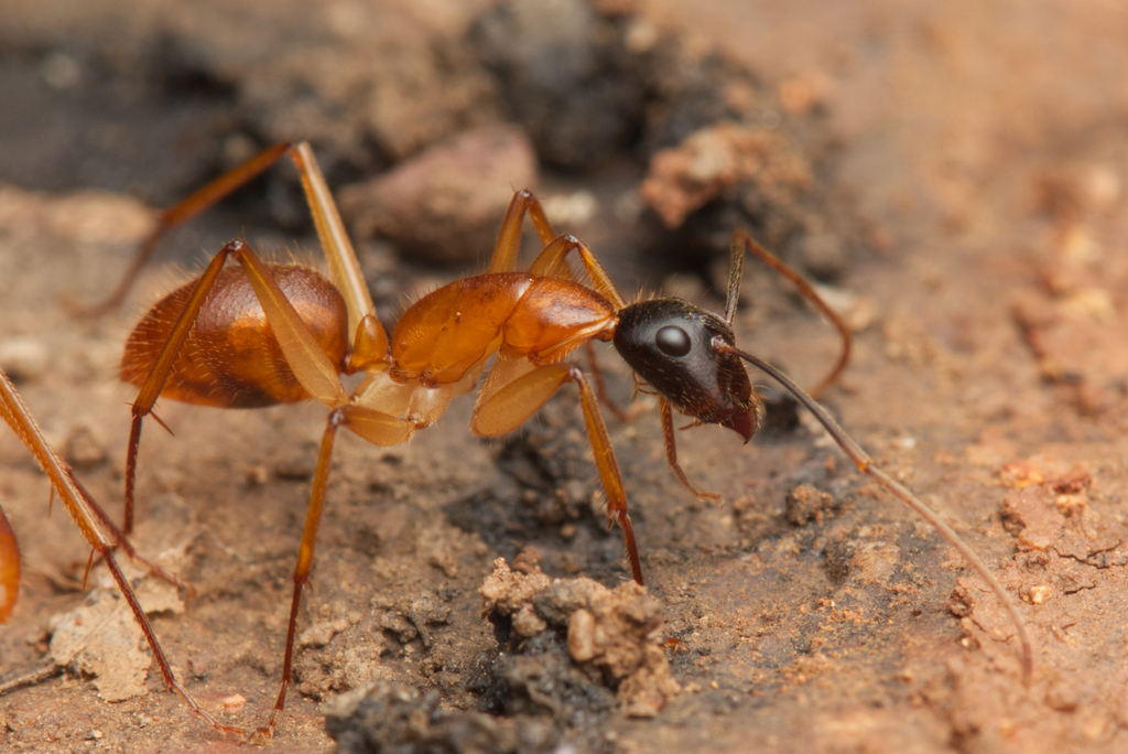 Camponotus eastwoodi