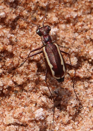White-striped Tiger Beetle photo 6