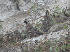 Colinus nigrogularis