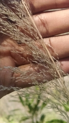 Muhlenbergia macroura