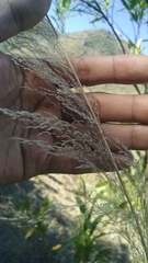 Muhlenbergia macroura