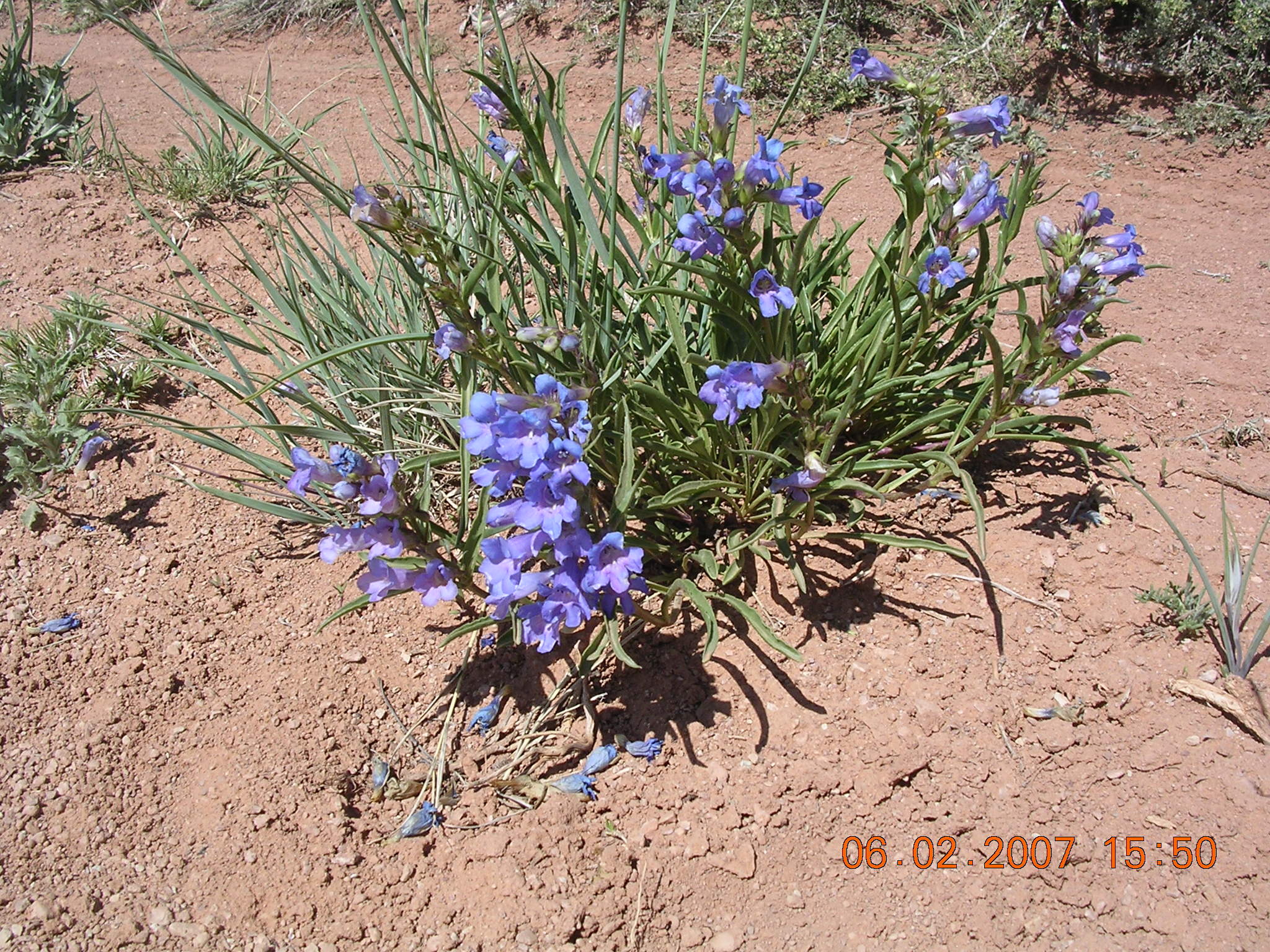 Penstemon paysoniorum