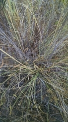 Muhlenbergia macroura