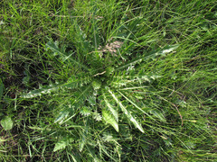 Cirsium acaule esculentum