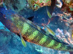 Plectropomus pessuliferus