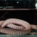 Kaup's Caecilian - Photo (c) Anthony Giardenelli, some rights reserved (CC BY-NC), uploaded by Anthony Giardenelli
