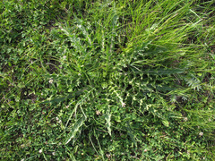 Cirsium acaule esculentum