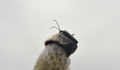 Dichelotarsus piniphilus