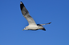 Larus canus canus
