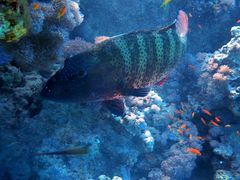 Plectropomus pessuliferus