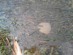 Myriophyllum triphyllum