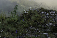 Veronica spicata bashkiriensis