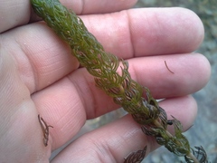 Myriophyllum triphyllum