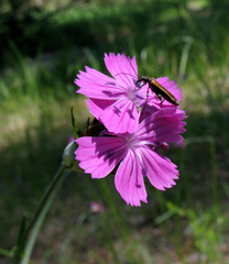 Dianthus andrzejowskianus