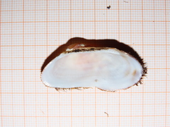 Barbatia barbata
