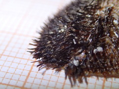 Barbatia barbata