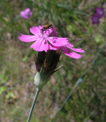 Dianthus andrzejowskianus