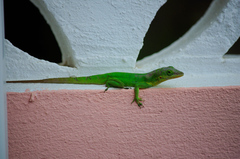 Anolis bimaculatus
