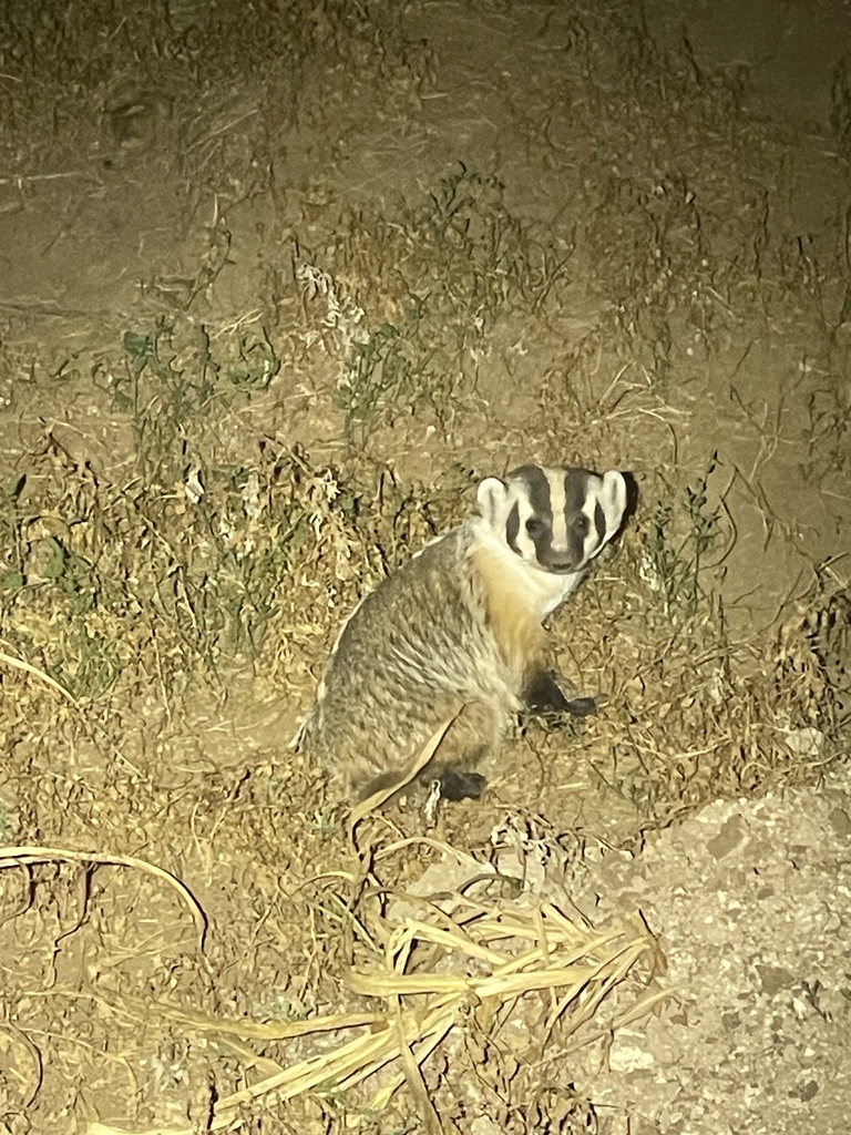 American Badger from County Road 521, Nazareth, TX, US on August 10 ...
