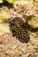 Pseudobiceros pardalis